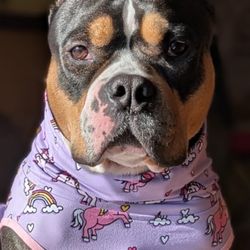 Eleventh Hour Rescue - Gemma the best girl!