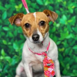 UT Veterinary Medical Center - My little blind rescue Angel Sweetie