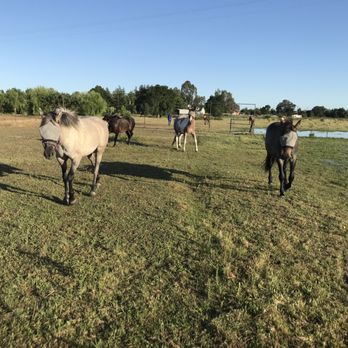 Save Them All Horse Rescue - Animal Shelters Near Me - Elk Grove, California Save Them All Horse Rescue - Animal Shelters Near Me - Elk Grove, California