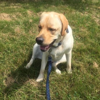 OutBound Pets - Rudy needs a break! - Dog Walkers Near Me