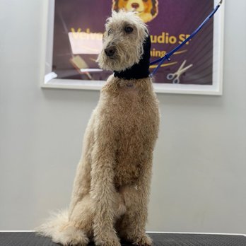 Velvet Paw Studio SF - After her bath with ear protection so she doesn't get frightened by drier noise, Diego's is quiet.  He also put cotton in her ears - Pet Groomers Near Me - San Francisco, California