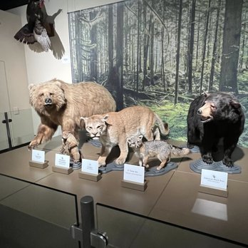 Kenosha Public Museum - The cougar may look angry, but the rest of the animals are very friendly. - Museums Near Me - Kenosha, Wisconsin Kenosha Public Museum - The cougar may look angry, but the rest of the animals are very friendly. - Museums Near Me - Kenosha, Wisconsin