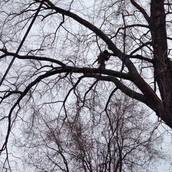 Sergio's Tree Removal - High wire - Tree Services Near Me - Chicago, Illinois