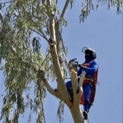 Greenway Tree Service - We  handle all your needs on Tree service