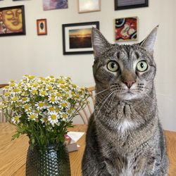 City Dogs & City Kitties Rescue