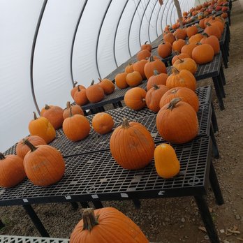Heaven Hill Farm - Their inside pumpkin patch (also had outdoor one!) - Nurseries & Gardening Near Me - Vernon, New Jersey Heaven Hill Farm - Their inside pumpkin patch (also had outdoor one!) - Nurseries & Gardening Near Me - Vernon, New Jersey