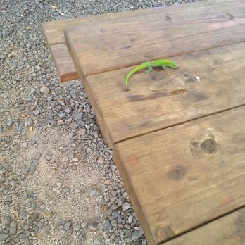 Sunrise Coffee - Little gecko hung out on my table and drank up all the water from condensation from my cup.  Coolest "living coaster" ever! - Coffee & Tea Near Me - Lihue, Hawaii