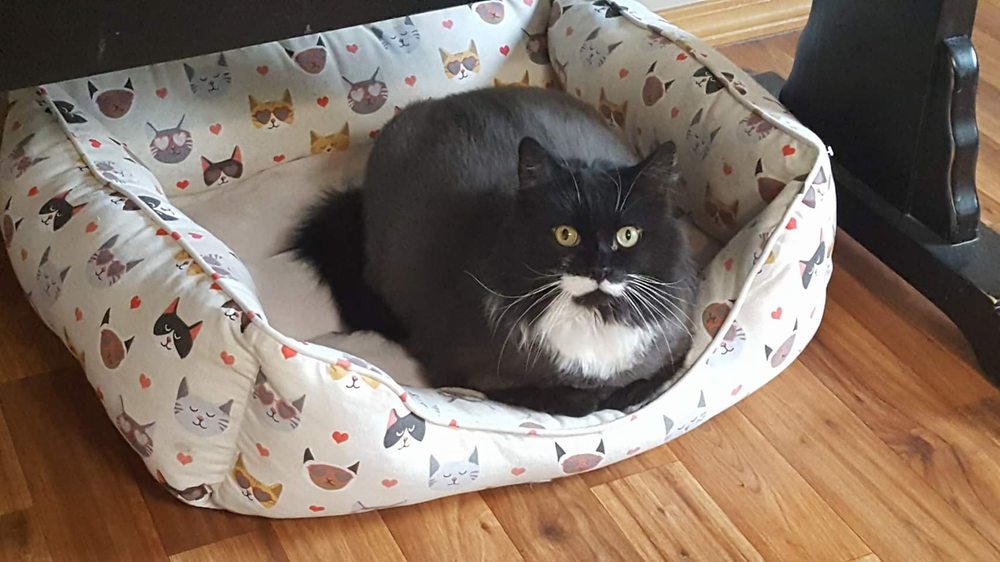 COLEBROOK VETERINARY CLINIC Colebrook, NH Veterinarians Phone