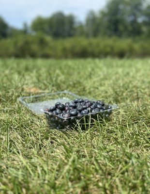 Smith’s U-Pick Blueberries