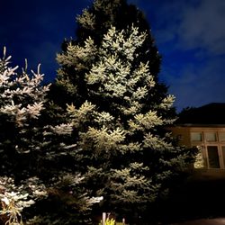 Custom Irrigation and Lighting - Uplighting and pathway lighting to provide safety at your front entrance