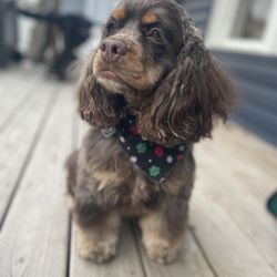 Grooming Spot