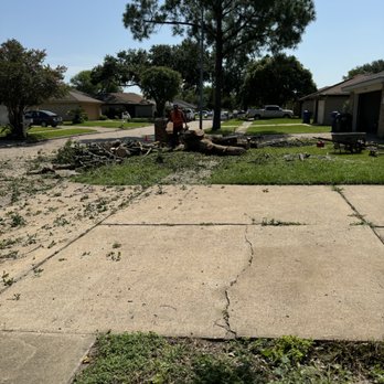 Dominguez Tree Service - Tree Services Near Me Dominguez Tree Service - Tree Services Near Me