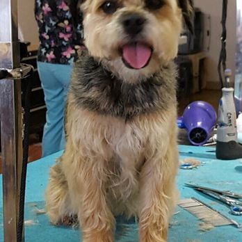 California Groomin' - Pet Groomers Near Me - Salinas, California California Groomin' - Pet Groomers Near Me - Salinas, California