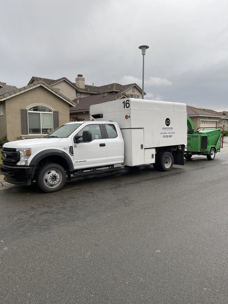 Divine Tree Service - tree service in Sacramento, CA