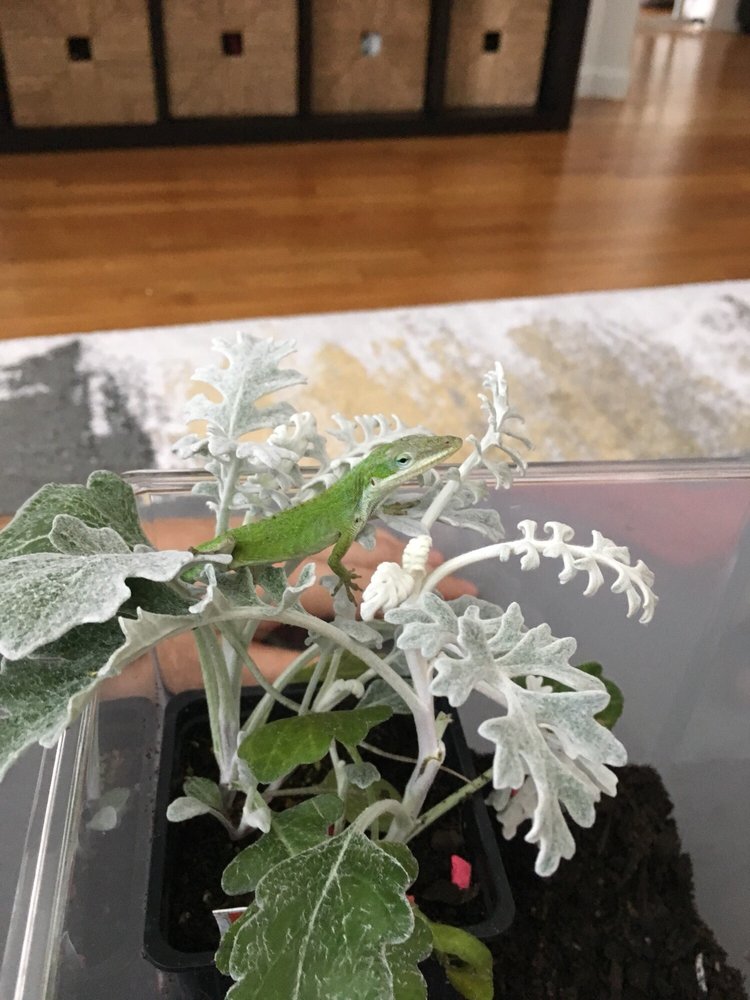 Saint Georges Dragon Orphanage - reptile breeding in Brooklyn, NY