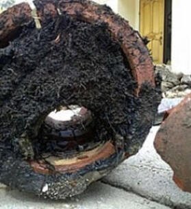 Slide of Roots Be Gone - Cleveland