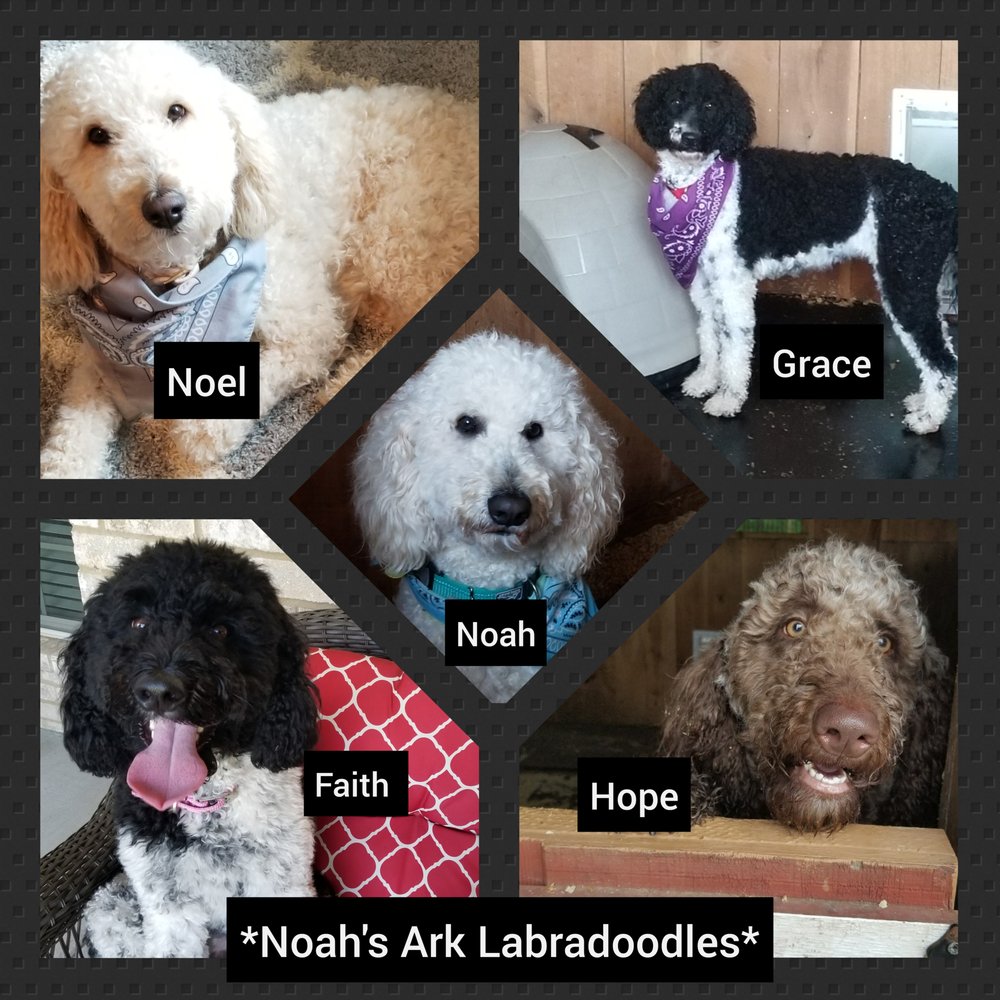 NOAH’S ARK LABRADOODLES Updated August 2024 Murfreesboro, Tennessee