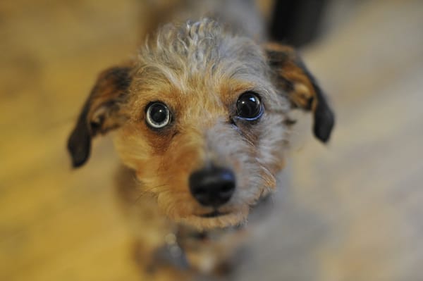 Chicago Animal Care and Control by null