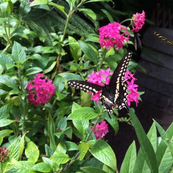 The Butterfly Place - August 2015 - Botanical Gardens Near Me - Westford, Massachusetts