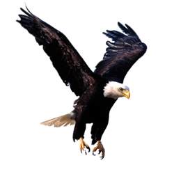 Eagle Express Courier Service