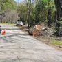 Photo of Welch Professional Tree Service