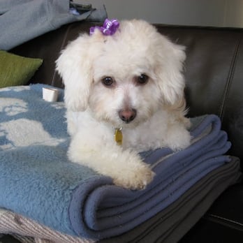 PetSmart - My dog Phoebe, just groomed by Eileen - Pet Stores Near Me - Campbell, California PetSmart - My dog Phoebe, just groomed by Eileen - Pet Stores Near Me - Campbell, California