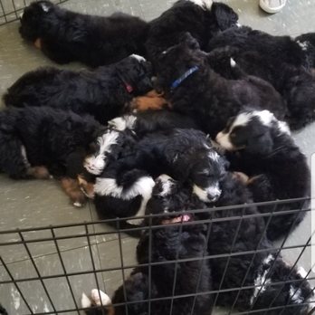 Puppy Love Yoga - Allowed to nap 30 mins between sessions - Yoga Near Me - Toronto, Ontario