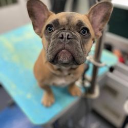 Hair Of The Dog Pet Spa - Cash French-Bulldog