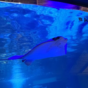Florida Keys Aquarium Encounters - Aquariums Near Me - Marathon, Florida