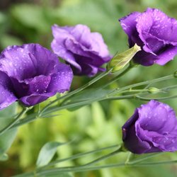Marshfield Farmers' Market - Flowers by Marvin's Gardens