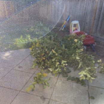 Contra Costa Tree & Stump Removal - Down goes the lemon tree - Tree Services Near Me - El Sobrante, California