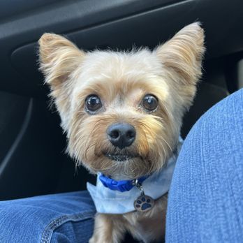 Lucky Paws Grooming & Boarding - Pet Groomers Near Me - Helotes, Texas Lucky Paws Grooming & Boarding - Pet Groomers Near Me - Helotes, Texas