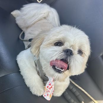 Kawaii Pet Salon - After - Pet Groomers Near Me - Irvine, California