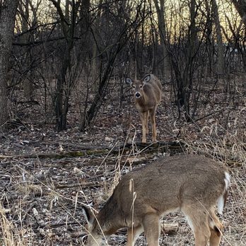 Brezina Woods - A couple of deer in the woods - Parks Near Me - La Grange Park, Illinois Brezina Woods - A couple of deer in the woods - Parks Near Me - La Grange Park, Illinois