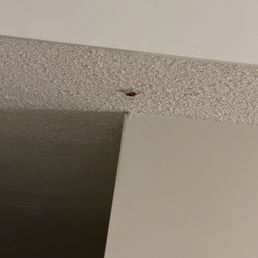 Roach on ceiling Roach on ceiling