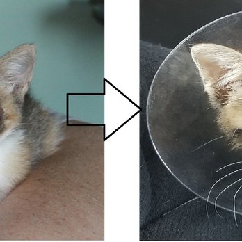 VCA Advanced Animal Hospital - Ruptured/infected eye - Veterinarians Near Me - Hannibal, Missouri VCA Advanced Animal Hospital - Ruptured/infected eye - Veterinarians Near Me - Hannibal, Missouri