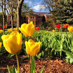 Concordia College - Spring at Concordia College [April, 2012]