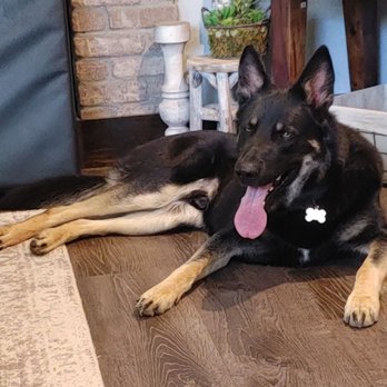 PAWsitive Stay by Heather Grimes - Pet Sitting Near Me PAWsitive Stay by Heather Grimes - Pet Sitting Near Me