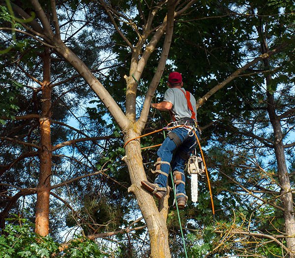 Allison Tree Service & Stump Removal - tree service in Laceys Spring, AL