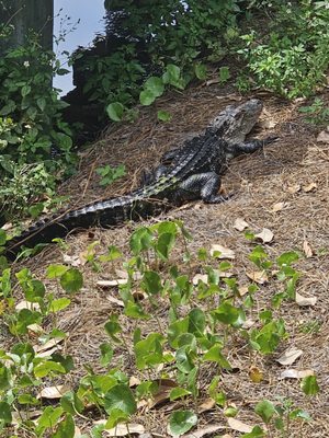 Lowcountry Celebration Park by null