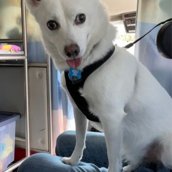 Doggie Shine Mobile Pet Spa - That look so excited to be groomed by Pinkie! - Pet Groomers Near Me Doggie Shine Mobile Pet Spa - That look so excited to be groomed by Pinkie! - Pet Groomers Near Me