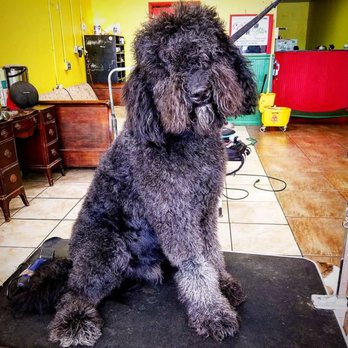 Ashley's Pack - Doodle before...Check next Picture for after.... - Pet Groomers Near Me - Orlando, Florida Ashley's Pack - Doodle before...Check next Picture for after.... - Pet Groomers Near Me - Orlando, Florida