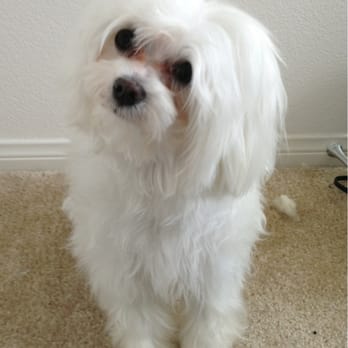 The Spaw - BEFORE his haircut - Pet Groomers Near Me - Tustin, California The Spaw - BEFORE his haircut - Pet Groomers Near Me - Tustin, California