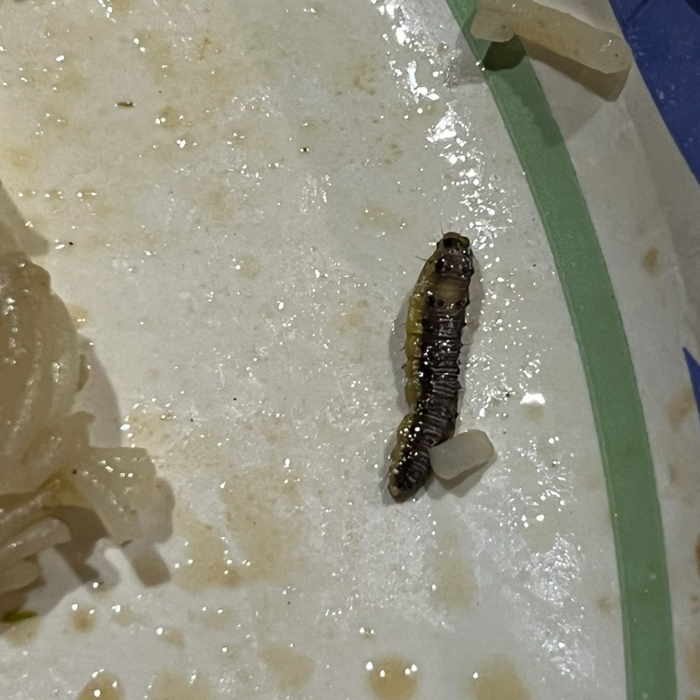 Long Feng - Worm in my mei fun - Chinese Near Me - Round Lake Beach, Illinois