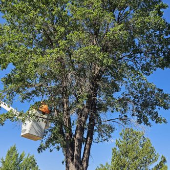 Arbor Tree Service - Tree Services Near Me - Reno, Nevada Arbor Tree Service - Tree Services Near Me - Reno, Nevada