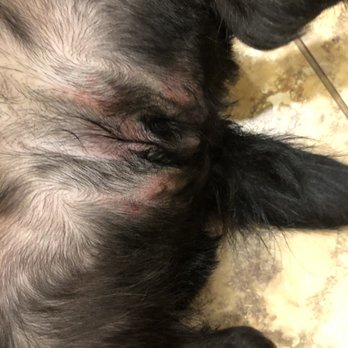 Spot's Spot Pet Grooming - Irritation around her personal area and under one of her front legs. - Pet Groomers Near Me - Philadelphia, Pennsylvania Spot's Spot Pet Grooming - Irritation around her personal area and under one of her front legs. - Pet Groomers Near Me - Philadelphia, Pennsylvania