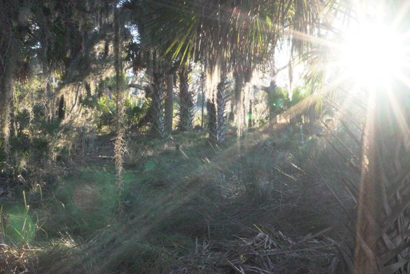 Skidaway Island State Park by null