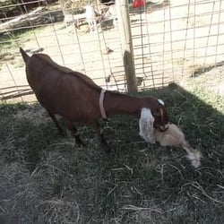 Honey Creek Creamery, Inc.