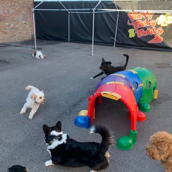 Happy Tails & Trails - Pet Sitting Near Me - Chicago, Illinois