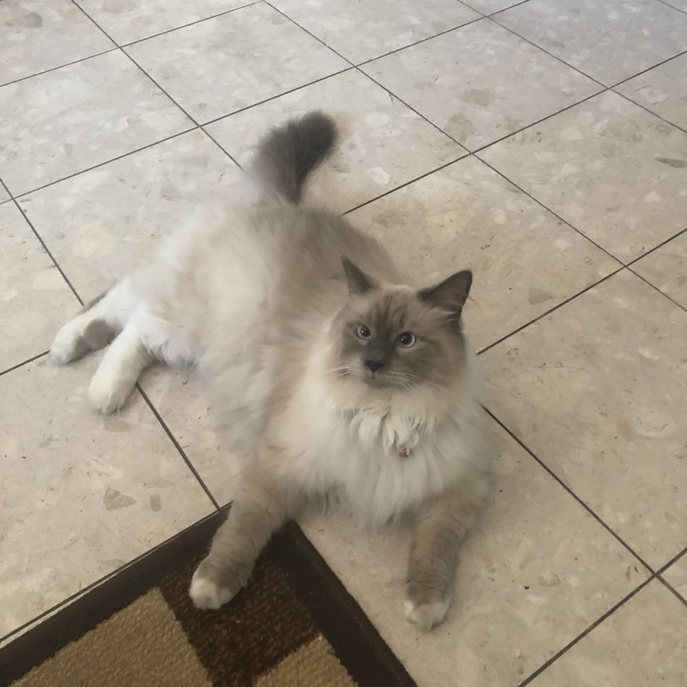 Before the grooming Before the grooming